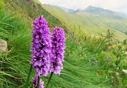 67 Orchis mascula (Orchidea maschia)